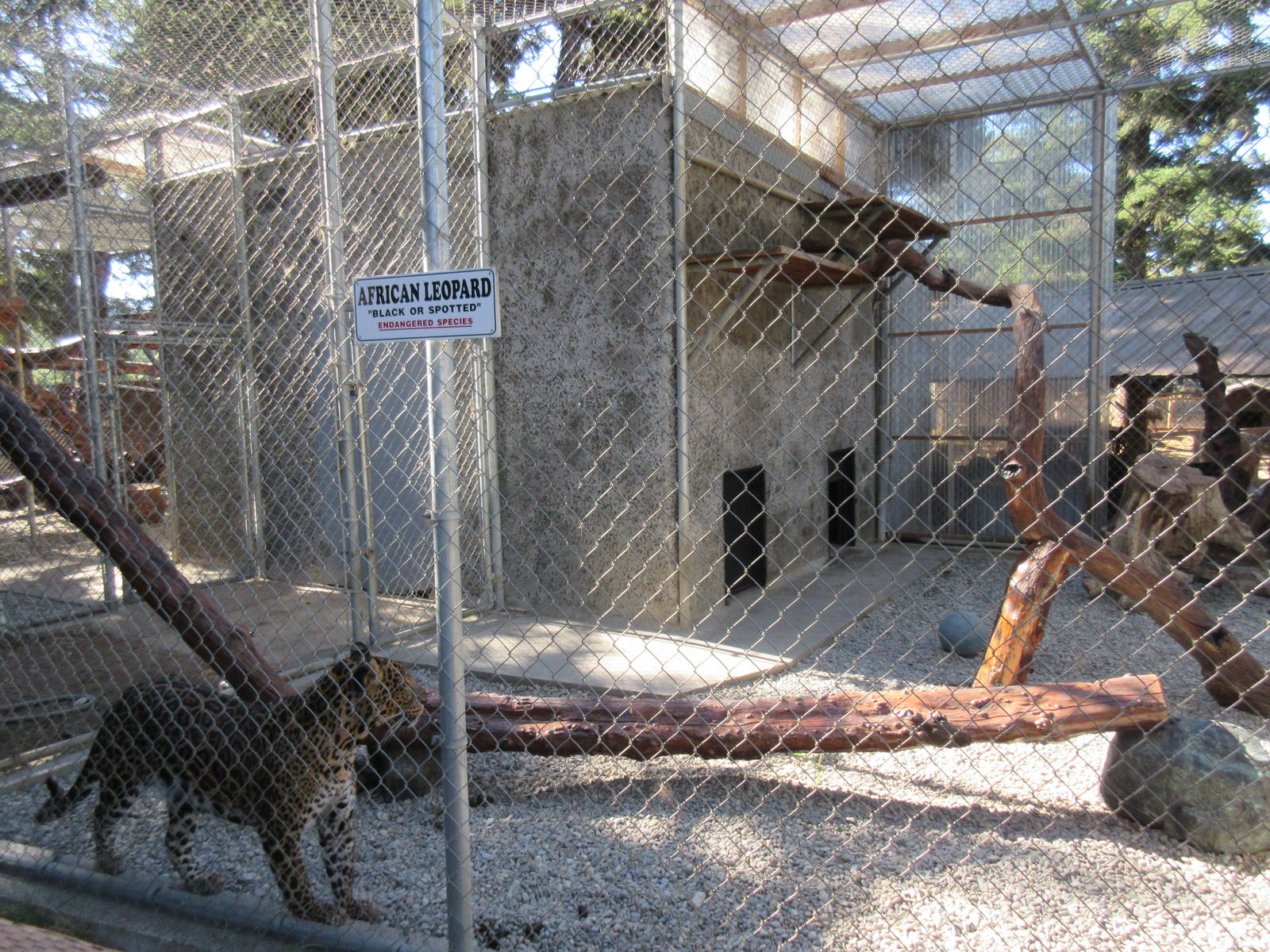 West Coast Game Park Safari (Oregon) - Leopard Exhibit #2
