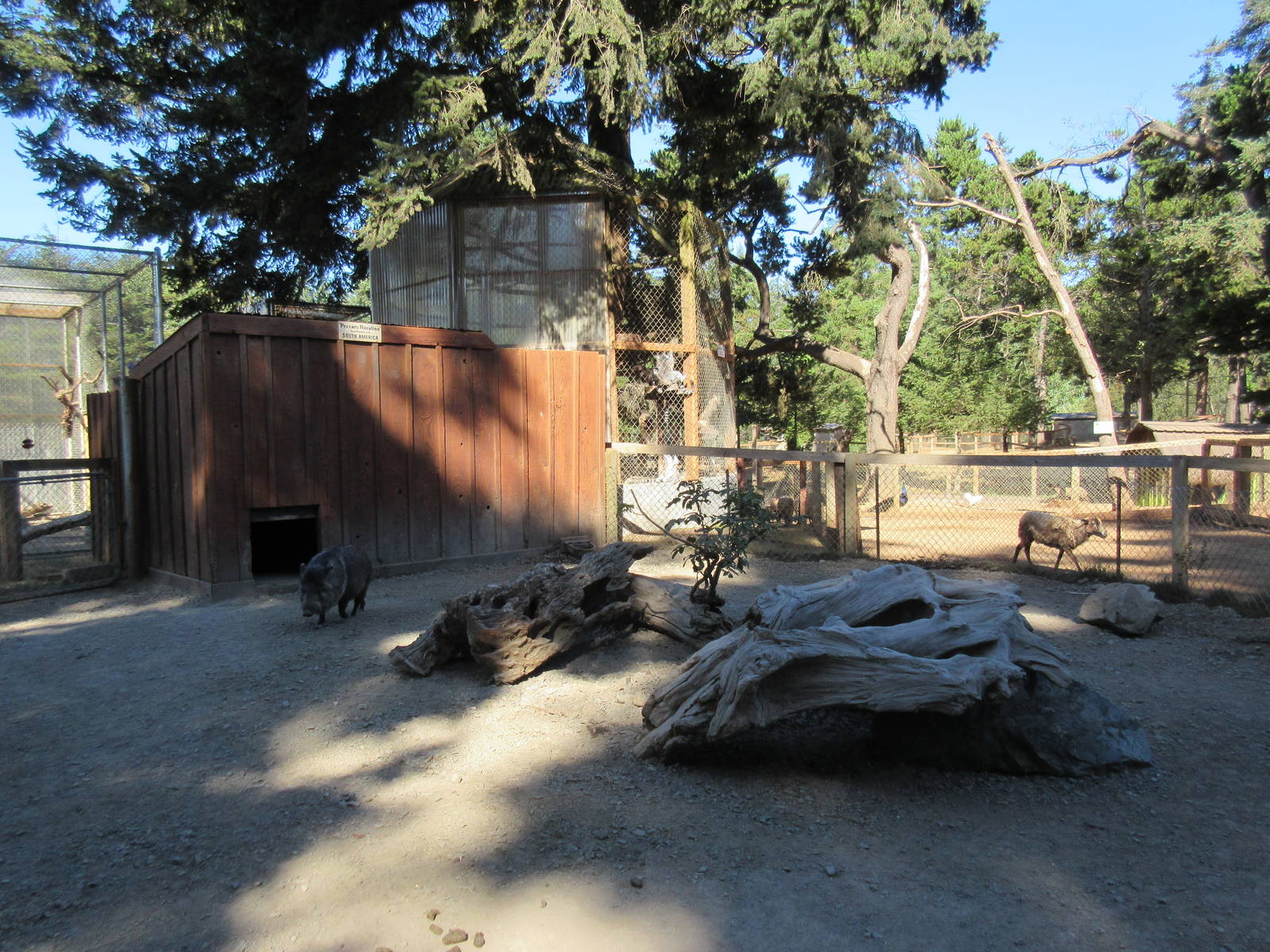 West Coast Game Park Safari (Oregon) - Peccary Exhibit
