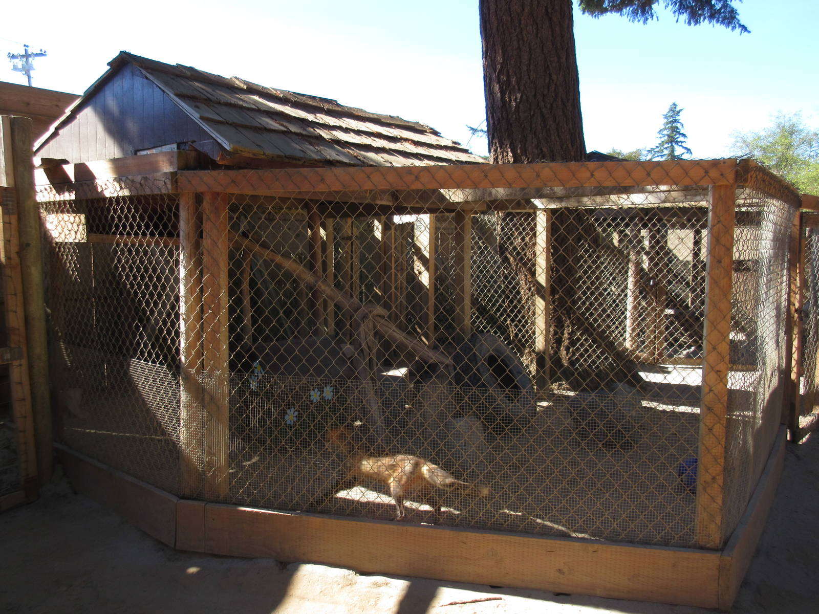 West Coast Game Park Safari (Oregon) - Red Fox/Silver Fox Exhibit