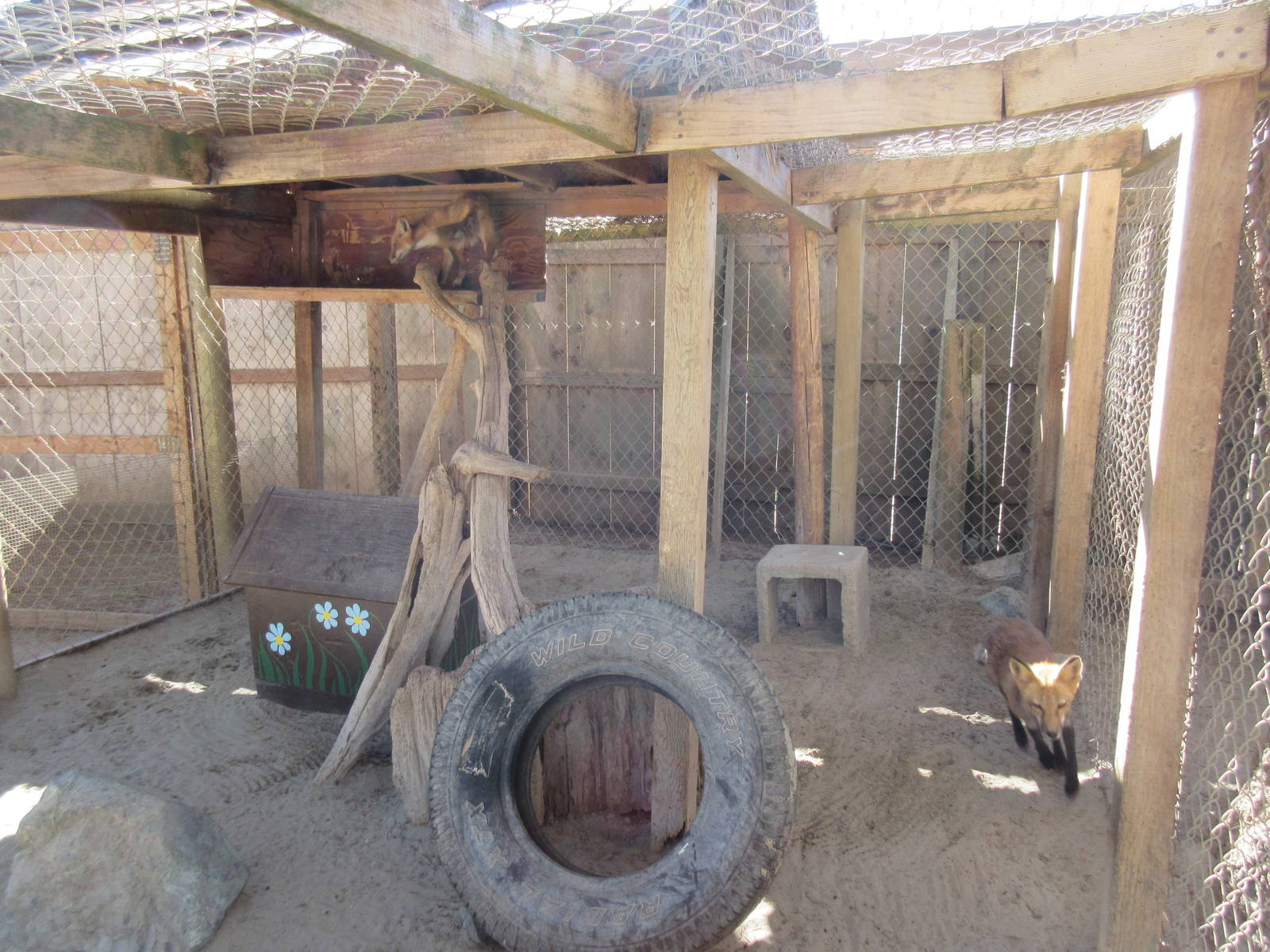 West Coast Game Park Safari (Oregon) - Red Fox/Silver Fox Exhibit