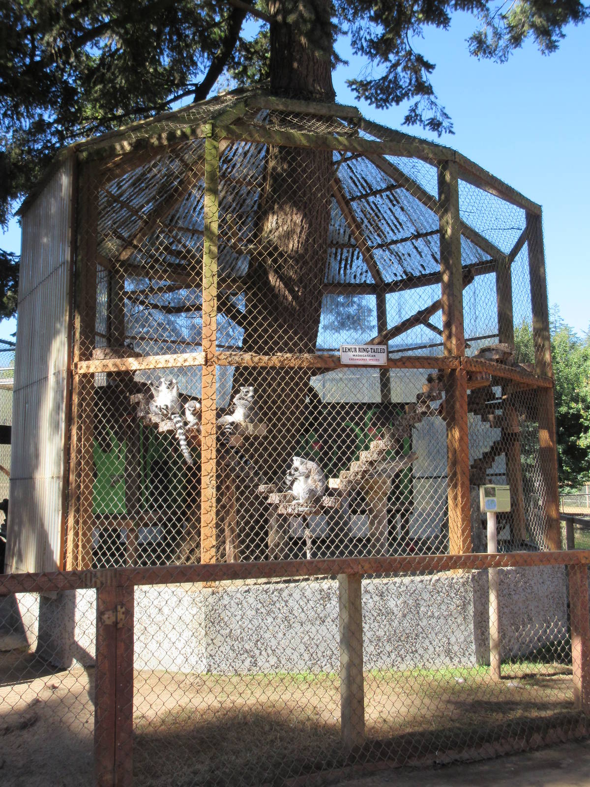 West Coast Game Park Safari (Oregon) - Ring-Tailed Lemur Exhibit
