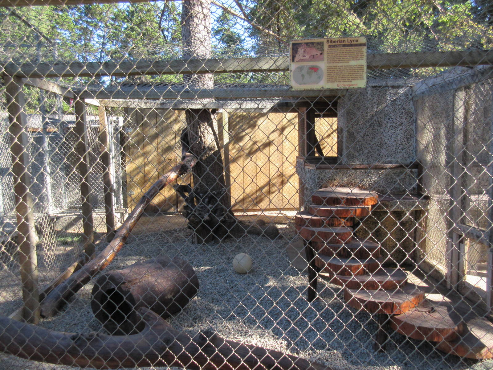 West Coast Game Park Safari (Oregon) - Siberian Lynx Exhibit