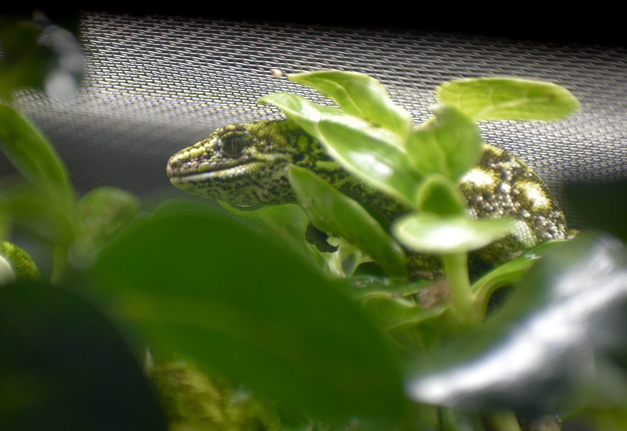 West Coast Green Gecko