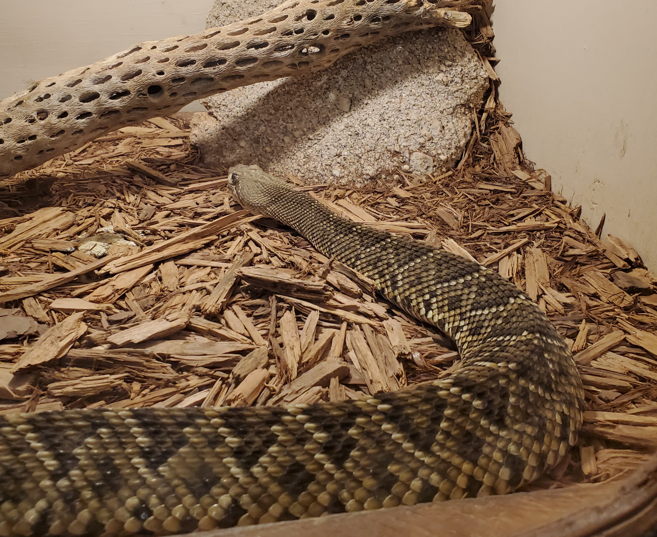 West Coast Rattlesnake - Goldfield Ghost Town & Mines (2020)