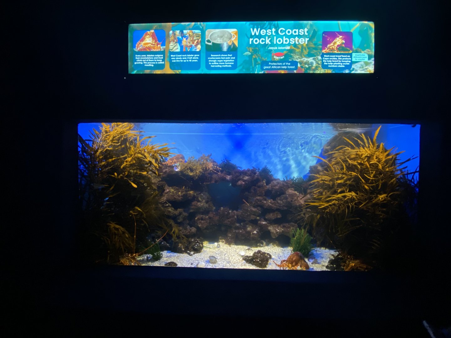 West coast rock lobster aquarium