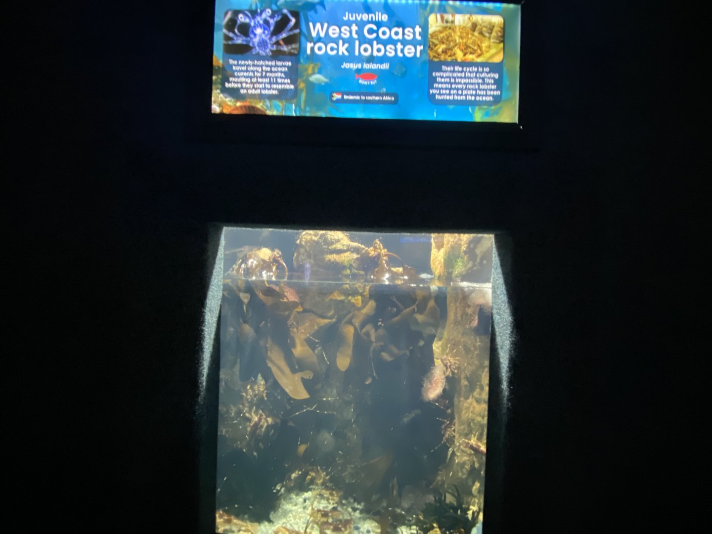 West coast rock lobster aquarium