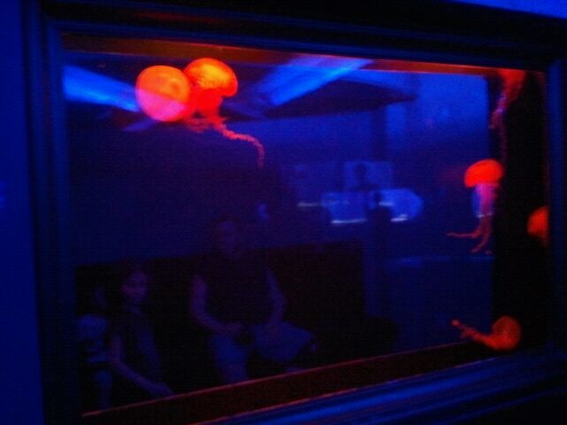 West coast sea nettle tank