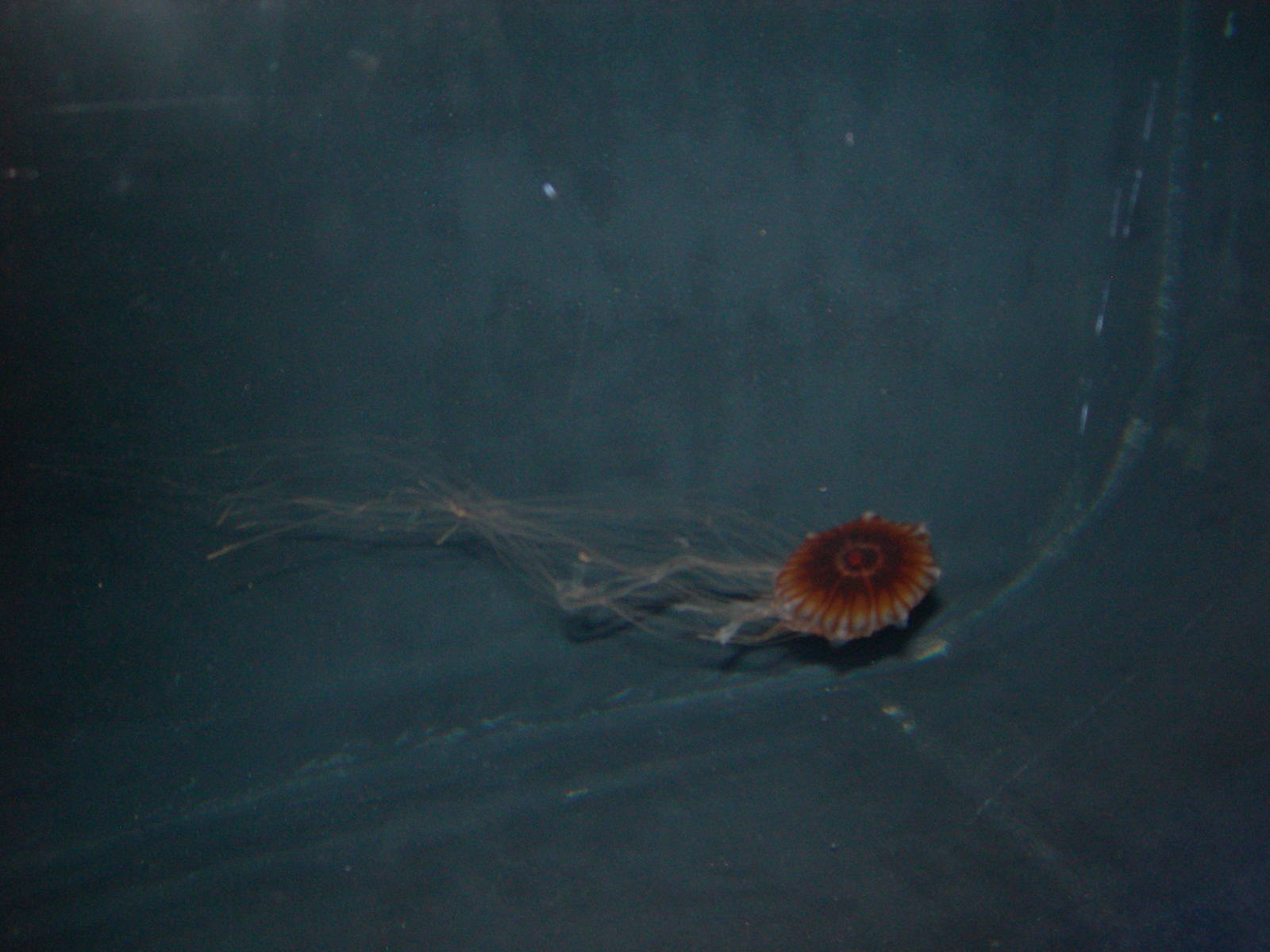 West Coast Sea Nettle