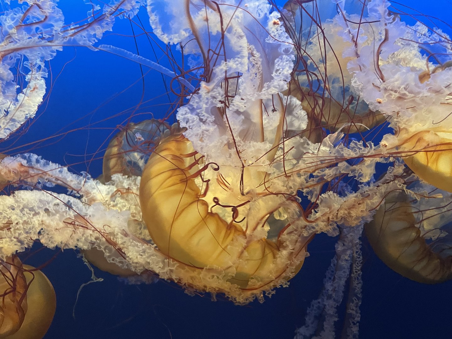 West Coast Sea Nettle