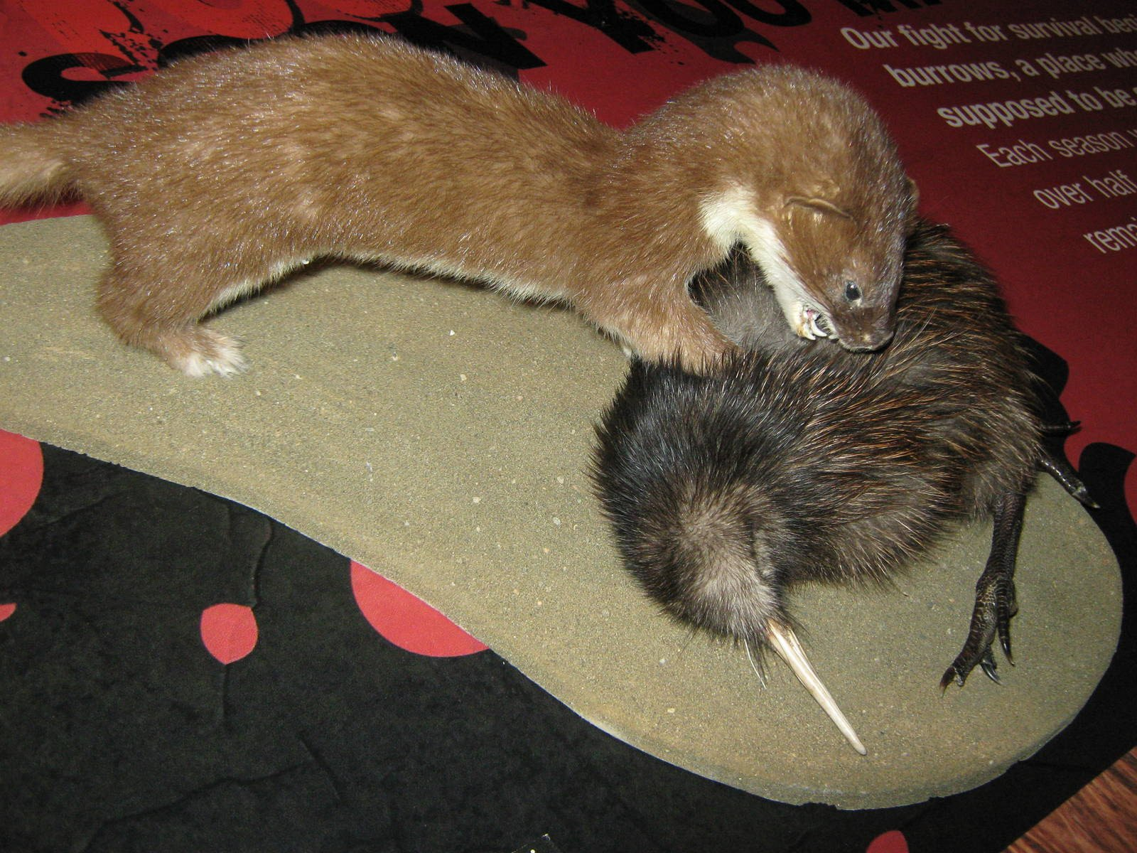 West Coast Wildlife Centre