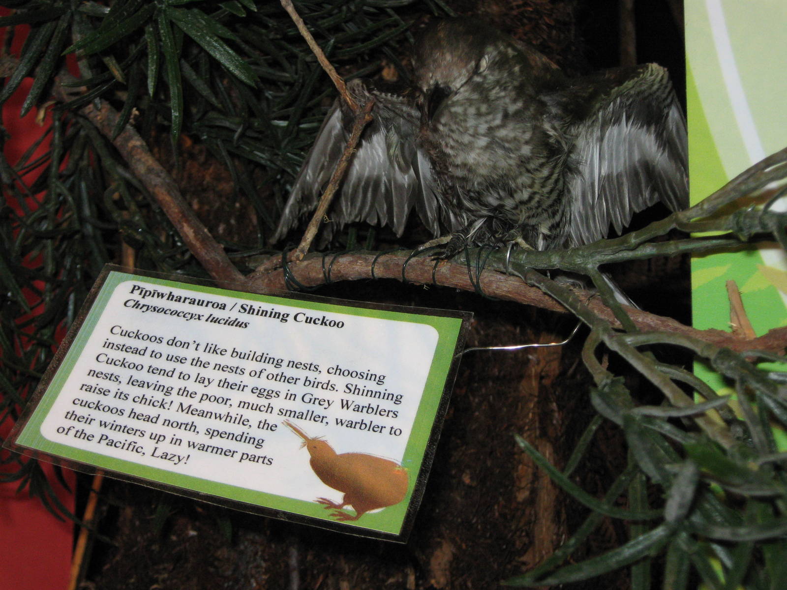 West Coast Wildlife Centre