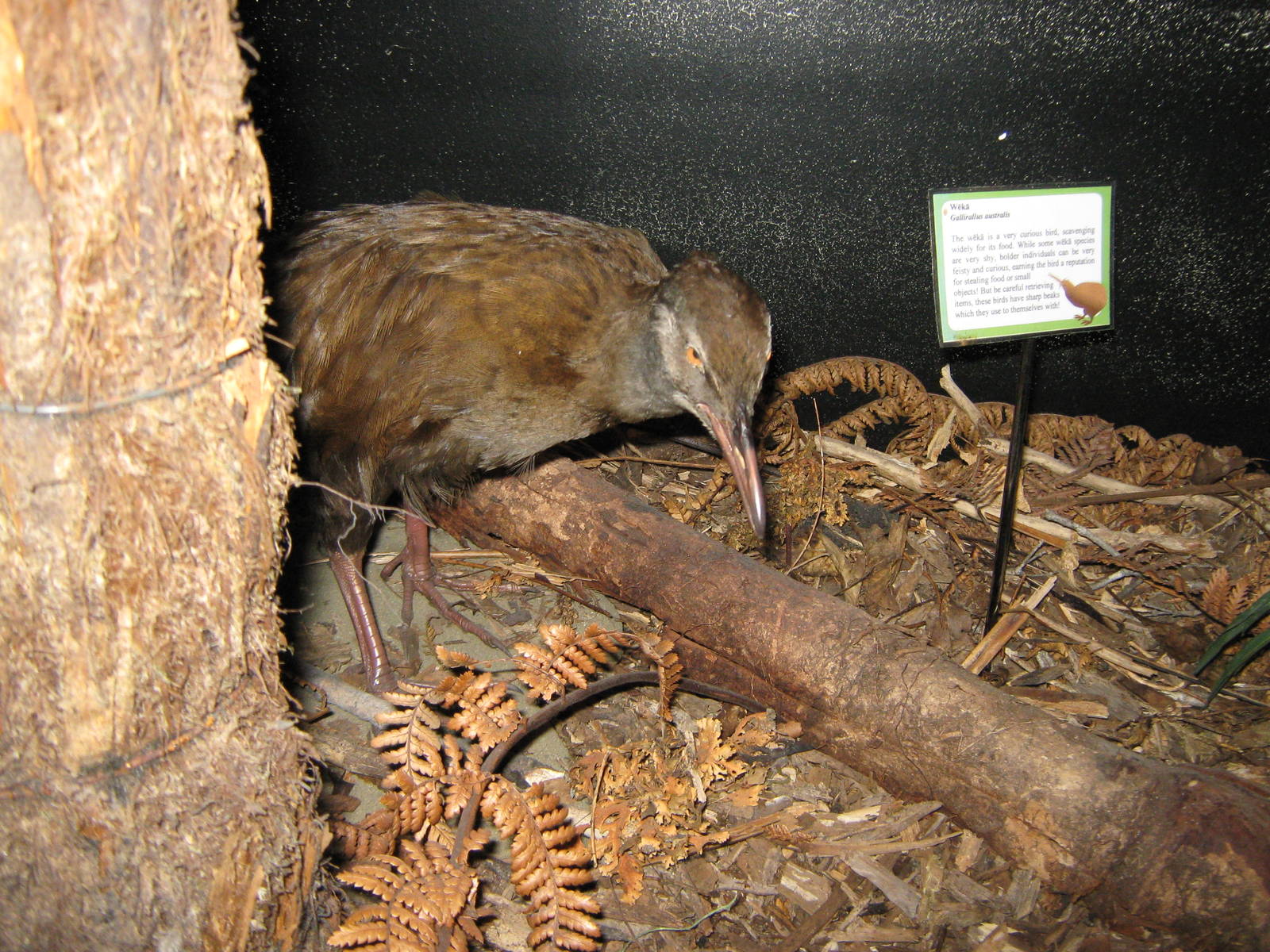 West Coast Wildlife Centre