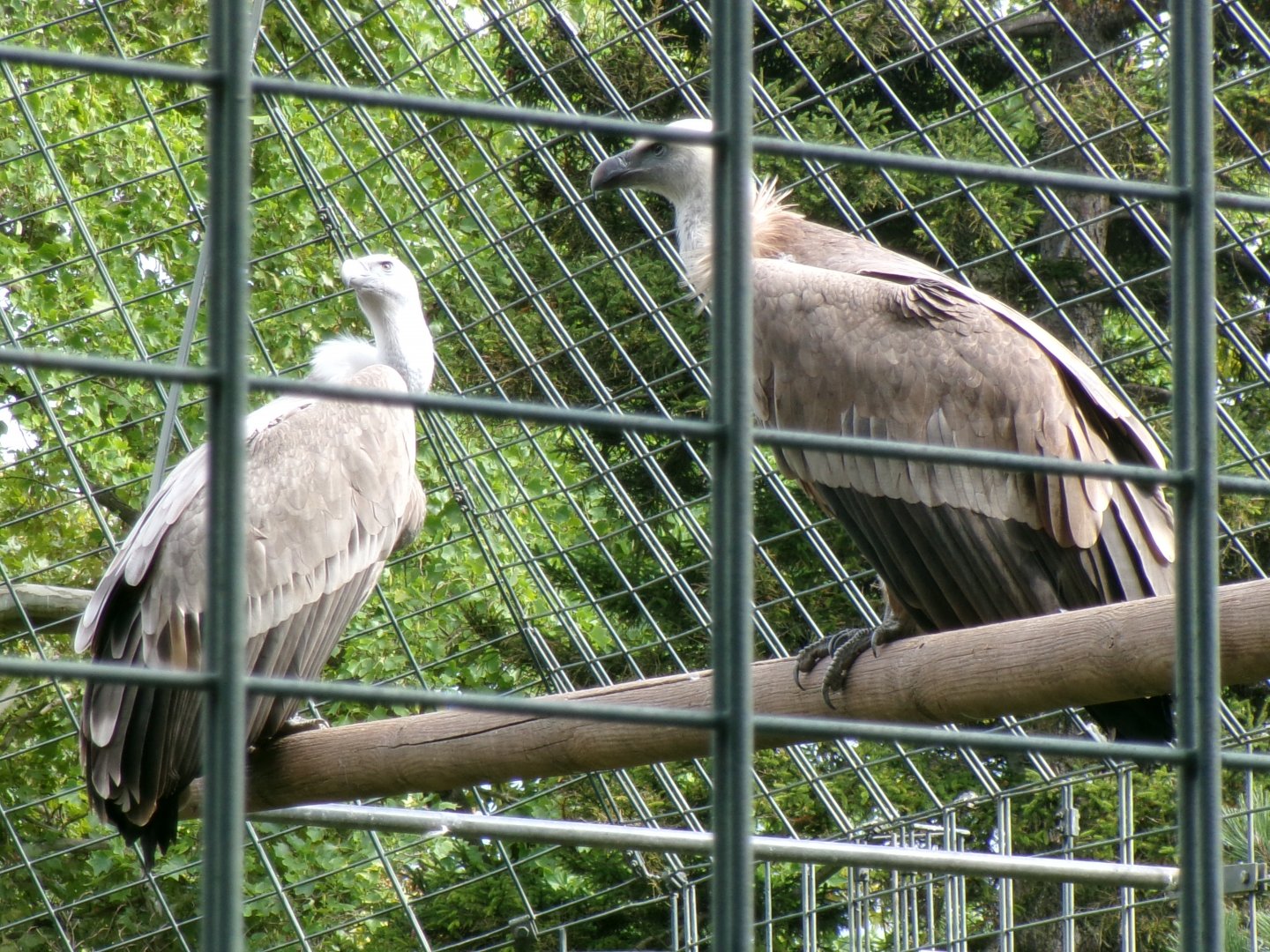 West Eurasian griffon vultures