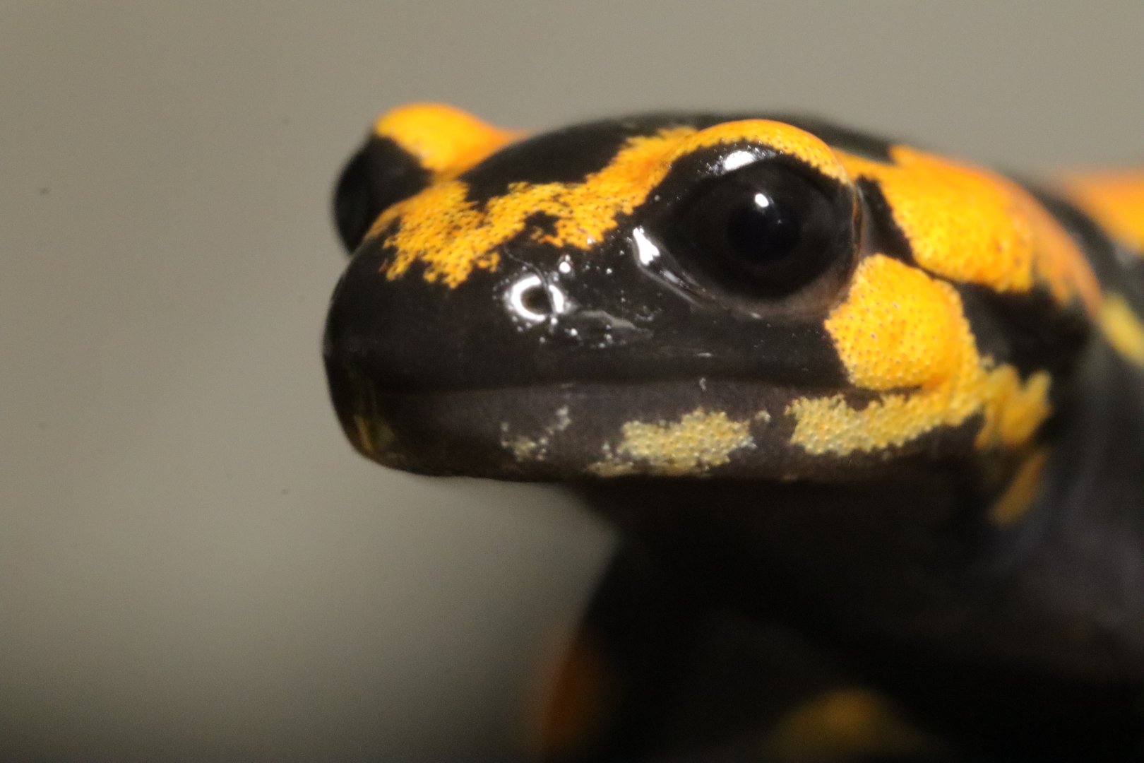 West European fire salamander (Salamandra salamandra terresteris)