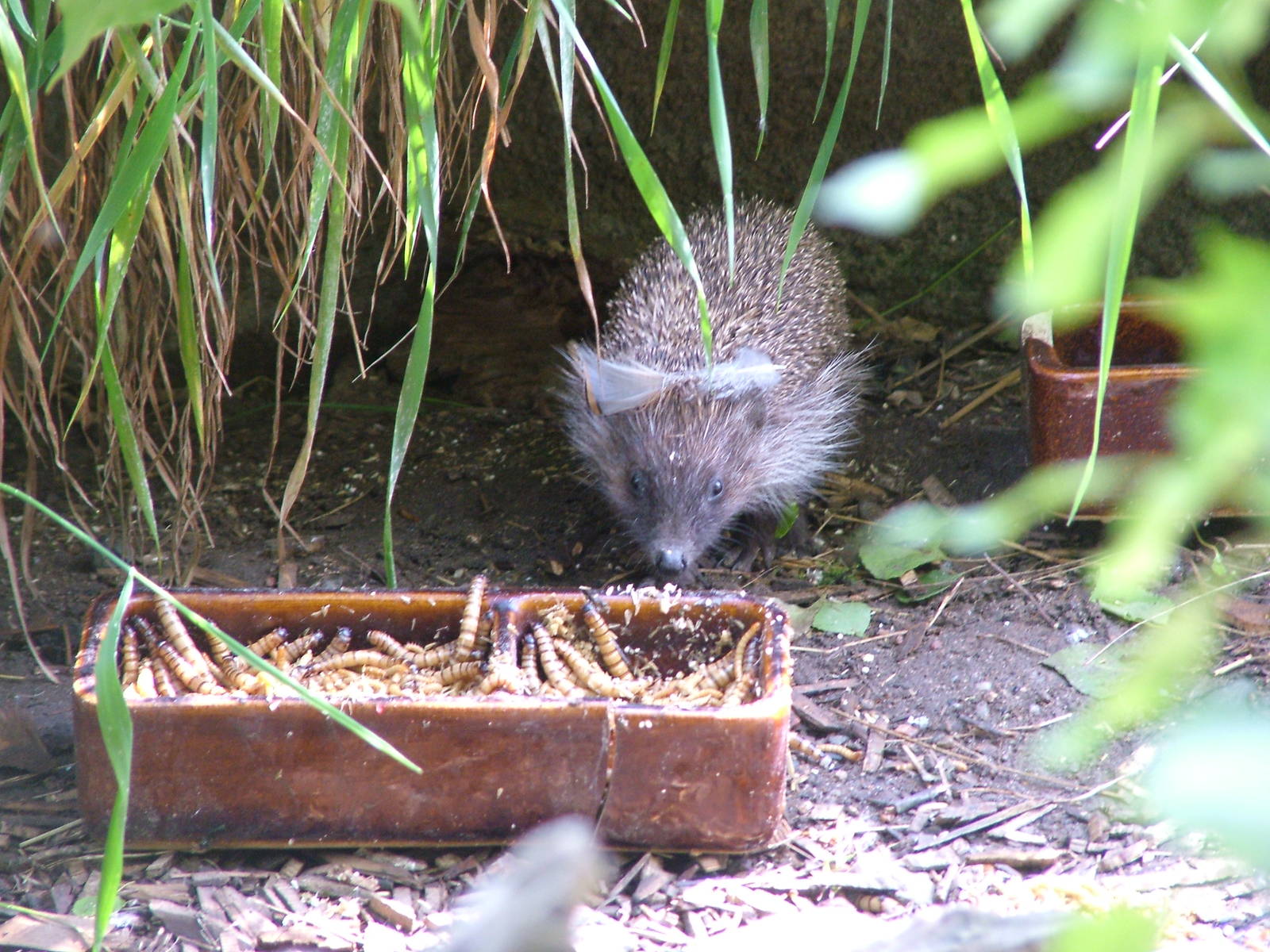 West European Hedgehog at Prague, 24/05/10