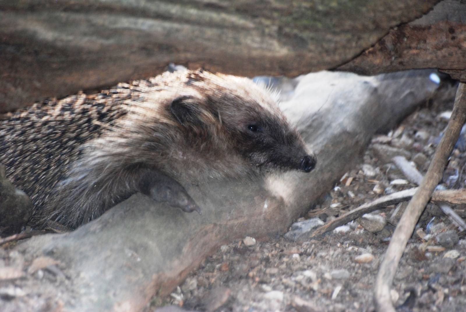 West European Hedgehog at Prague, 25/08/12