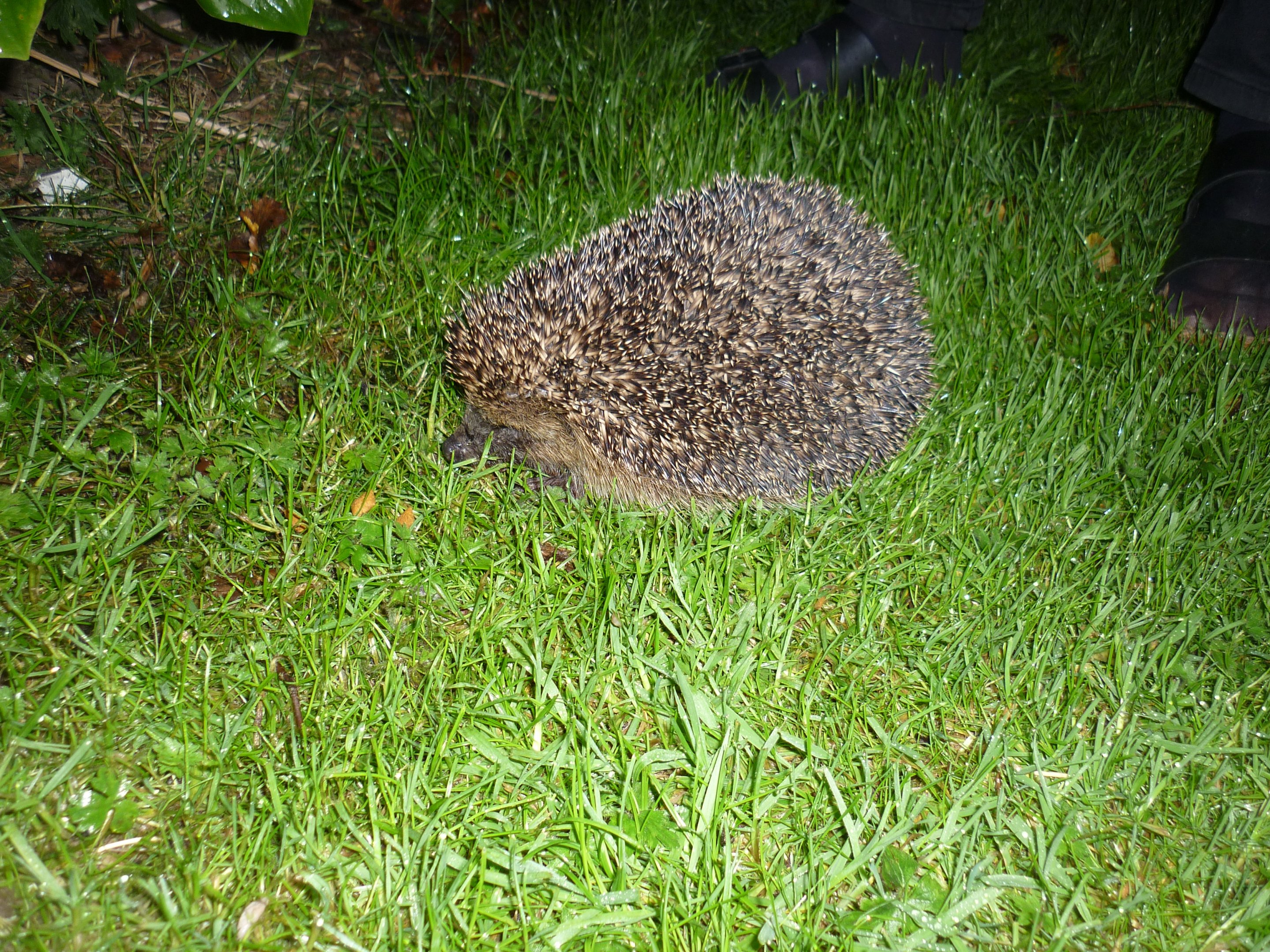 West European Hedgehog (Erinaceus europaeus) in Northumberland National Park