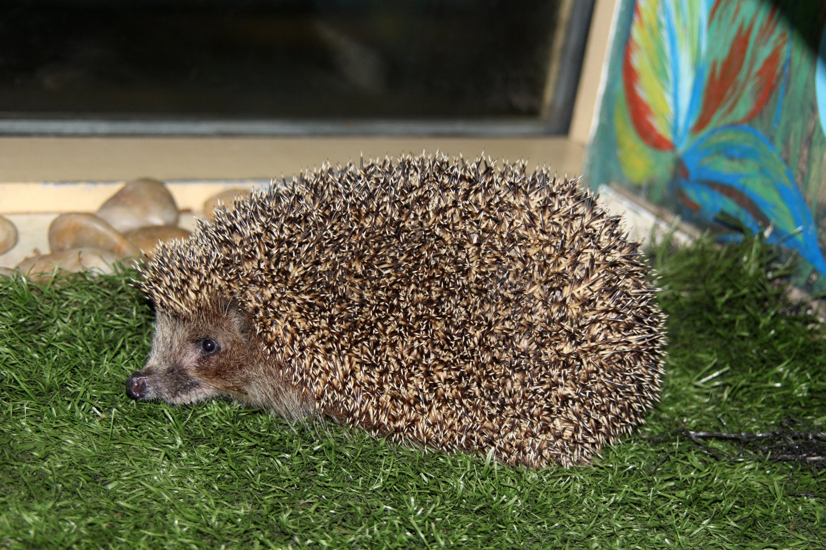 West European hedgehog (Erinaceus europaeus)