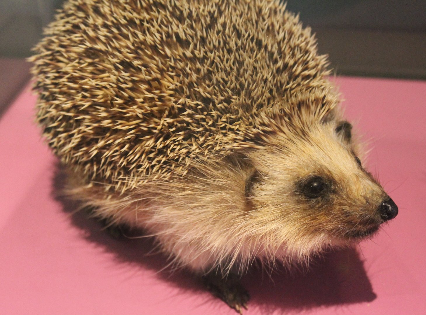 West-european hedgehog