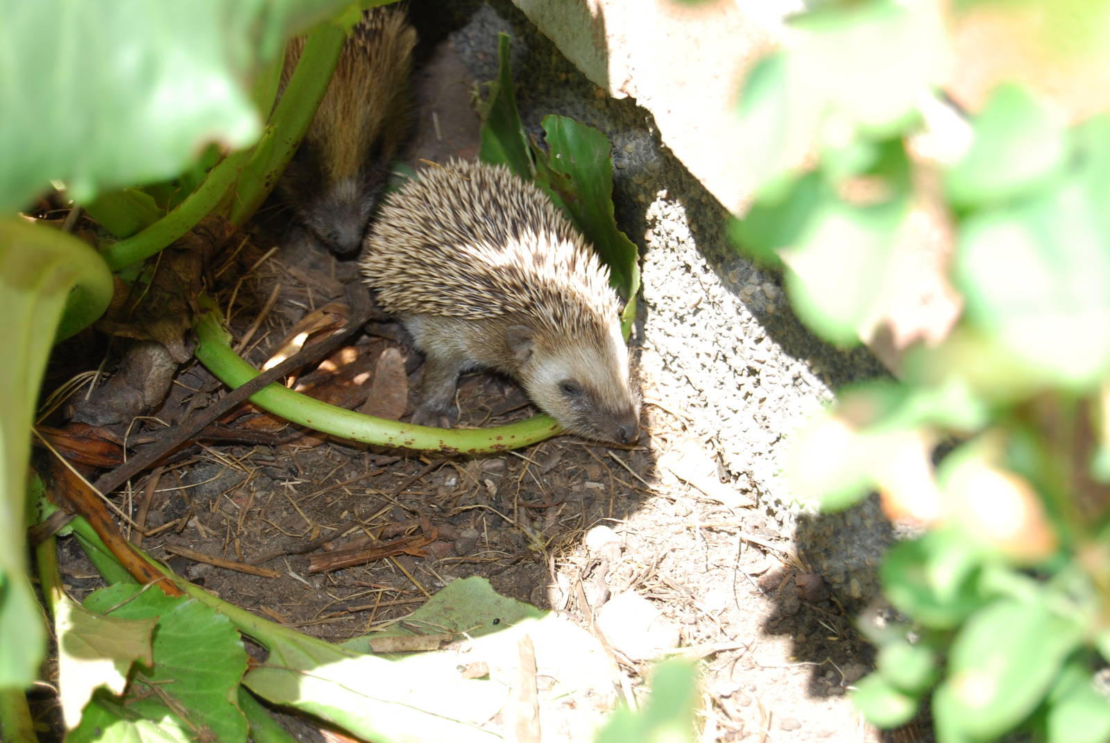 West European Hedgehogs Babys