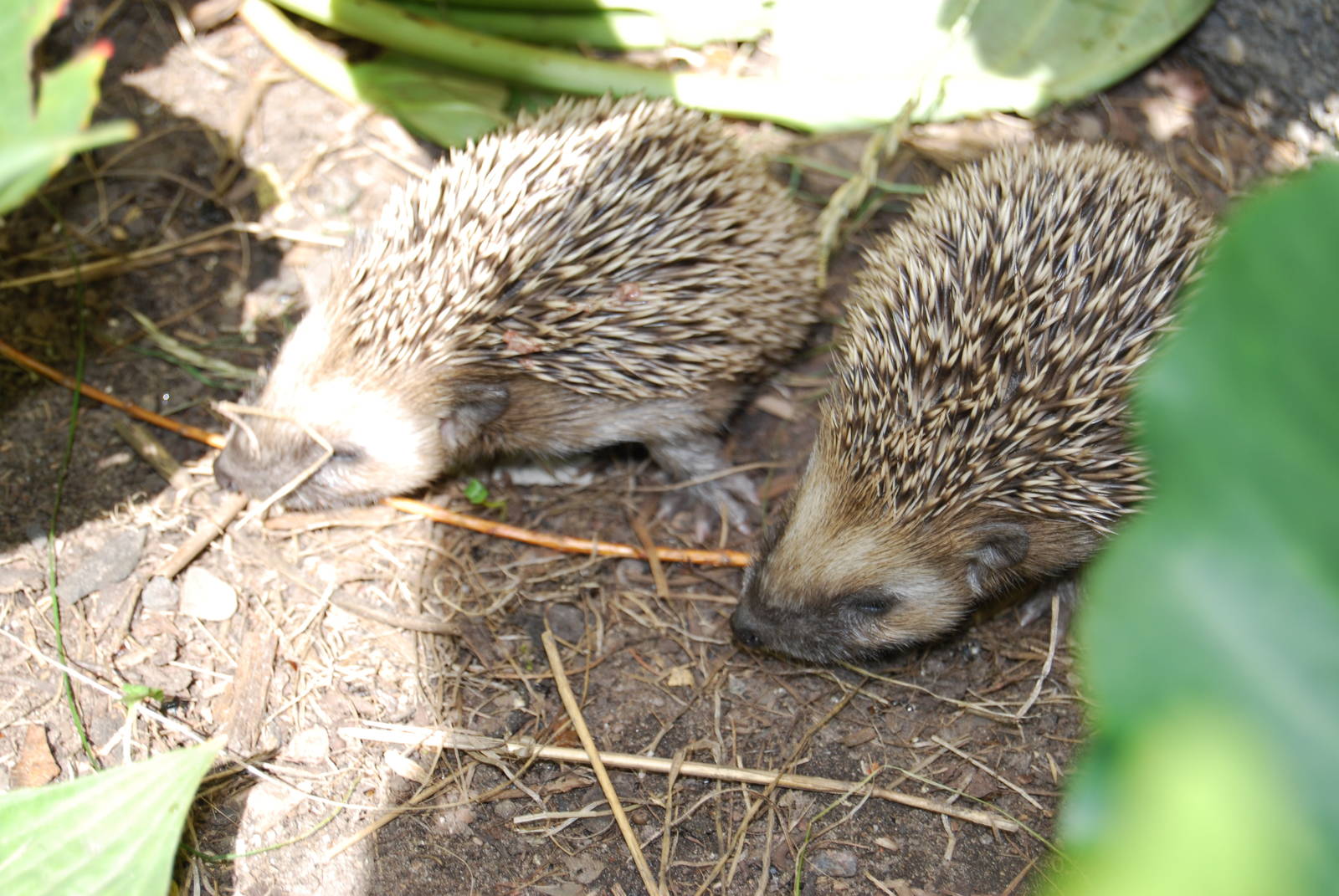 West European Hedgehogs Babys