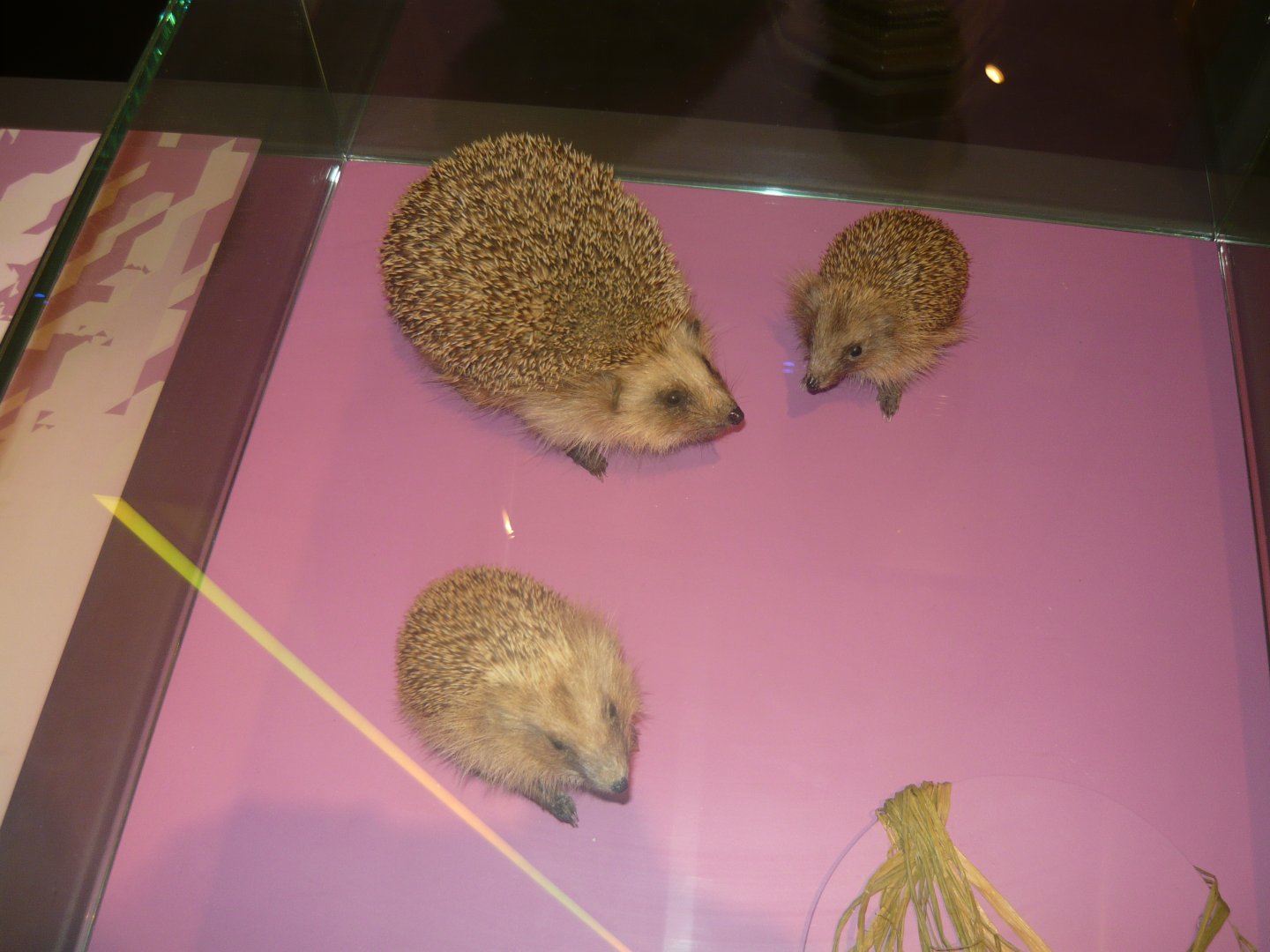 West European hedgehogs