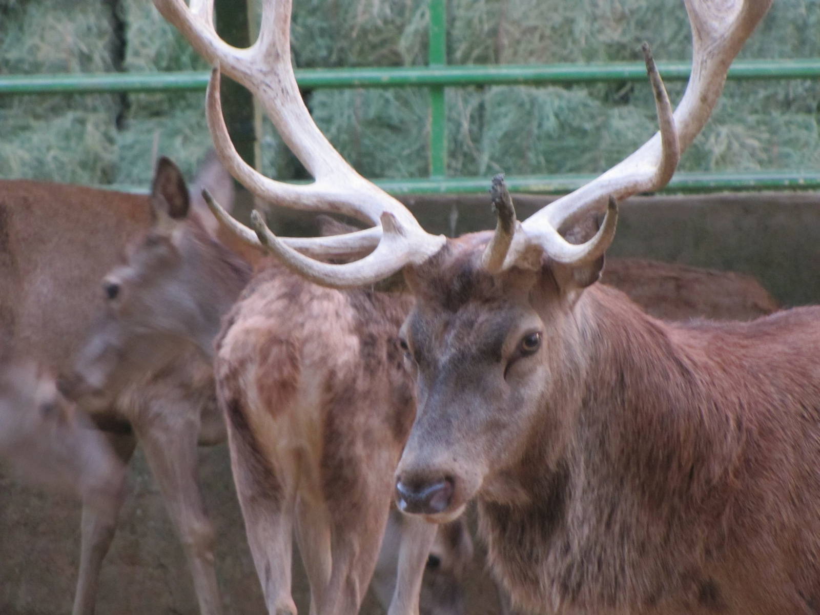 West European Red Deer (tehran zoo)