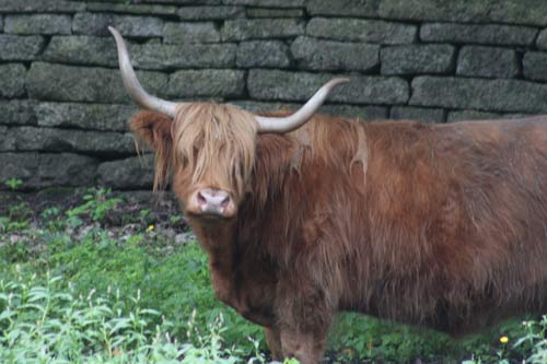 West Highland Cattle