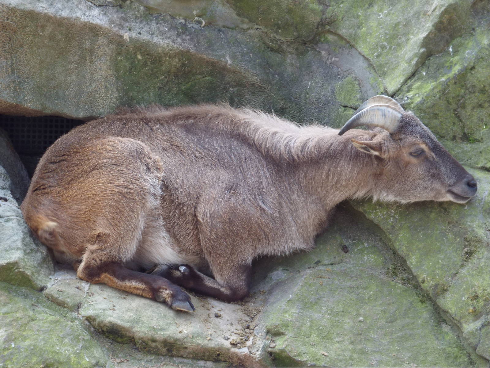 West Himalayan Tahr (Hemitragus jemlahicus) at Zoo Berlin - 6th April 2014