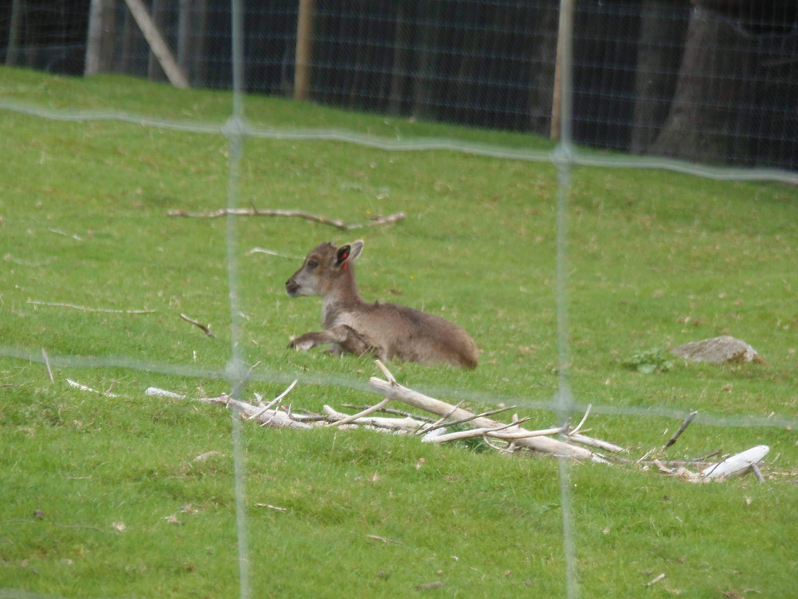 West himalayan tahr youngster   25/08/13