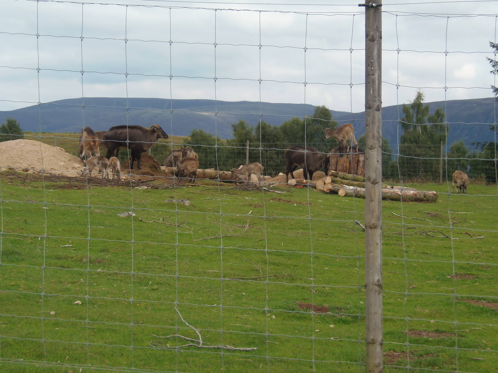 West Himalayan tahr youngsters    25/08/13