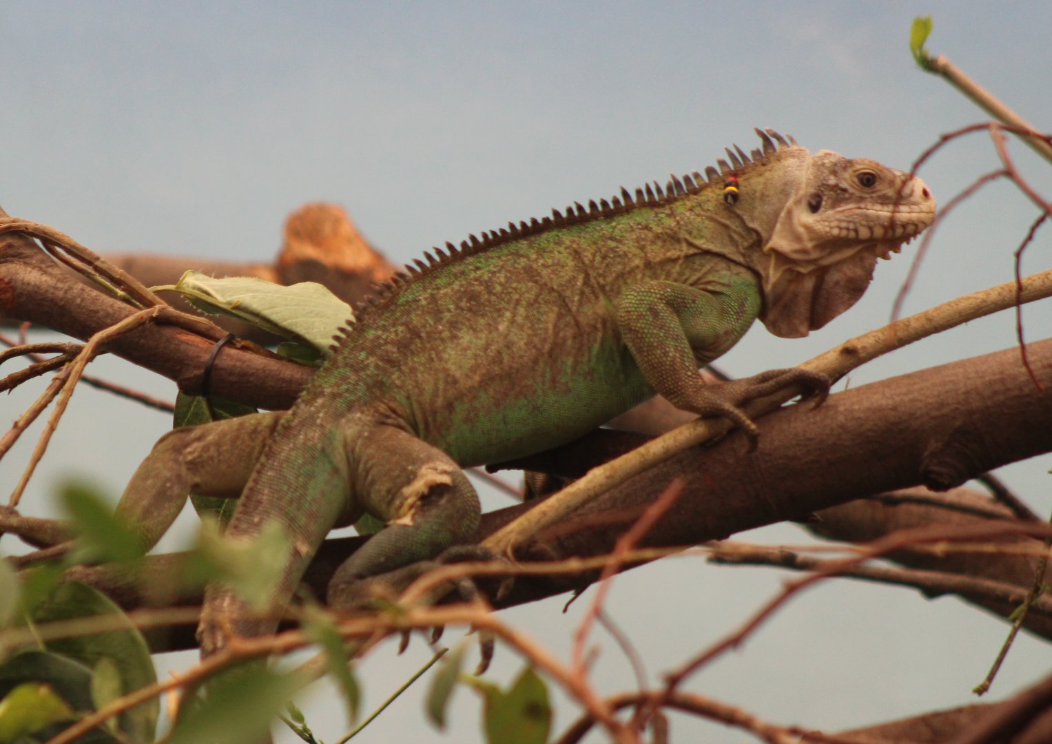 West Indian green iguana