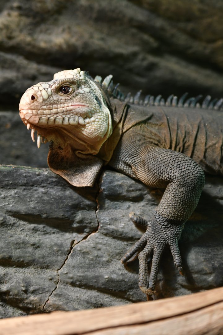West Indian iguana Iguana delicatissima