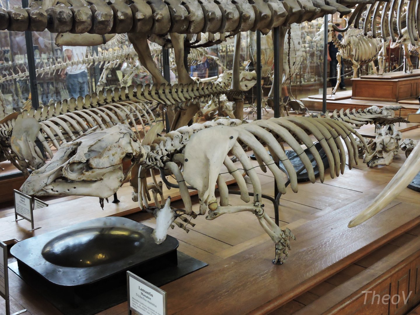 West Indian manatee [2015]