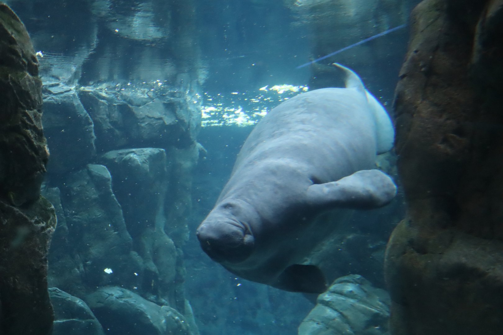 West Indian Manatee - 24 June 2024