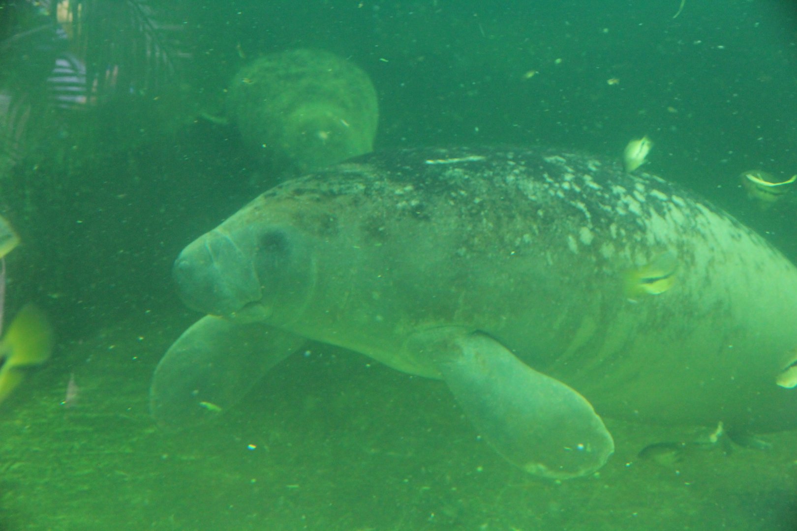 West Indian Manatee (April 2018)