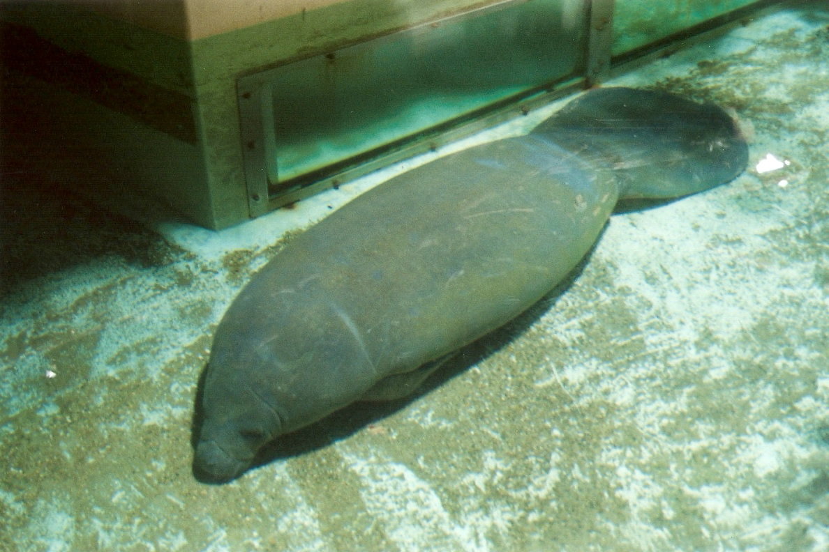 West Indian Manatee at Artis 2002