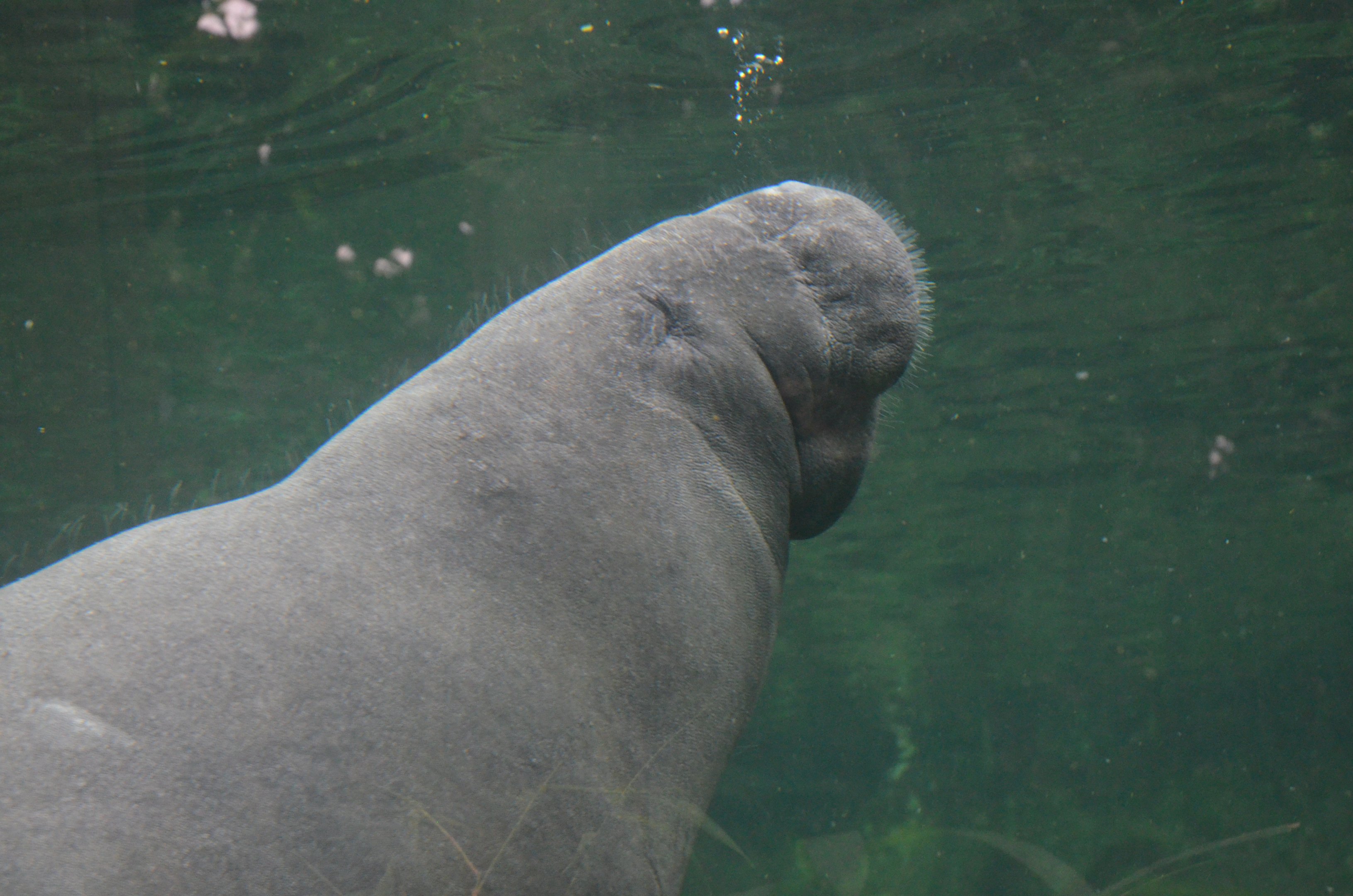 West Indian Manatee at Beauval, 12/06/18