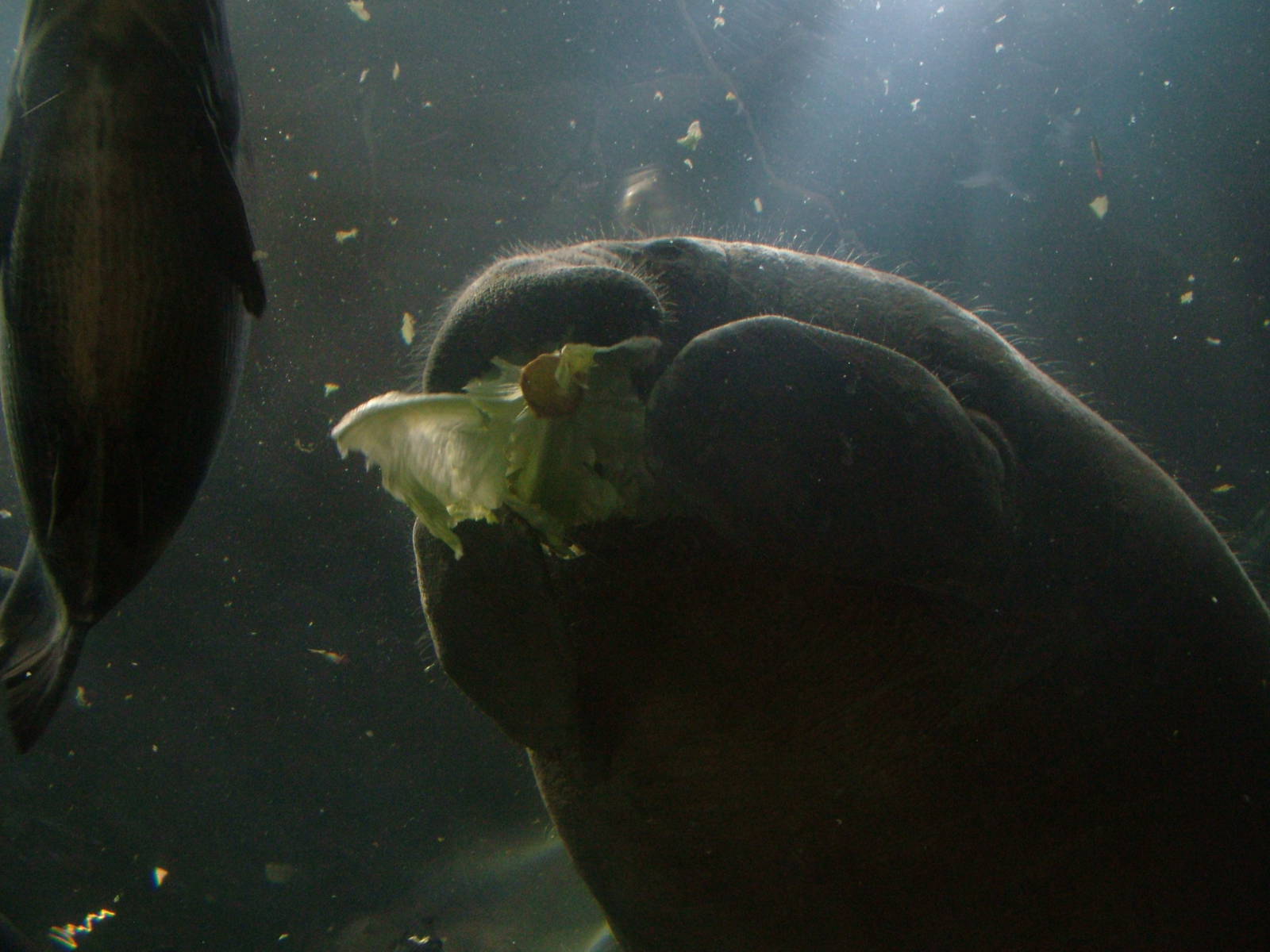 West Indian Manatee at Faunia, 27/05/11
