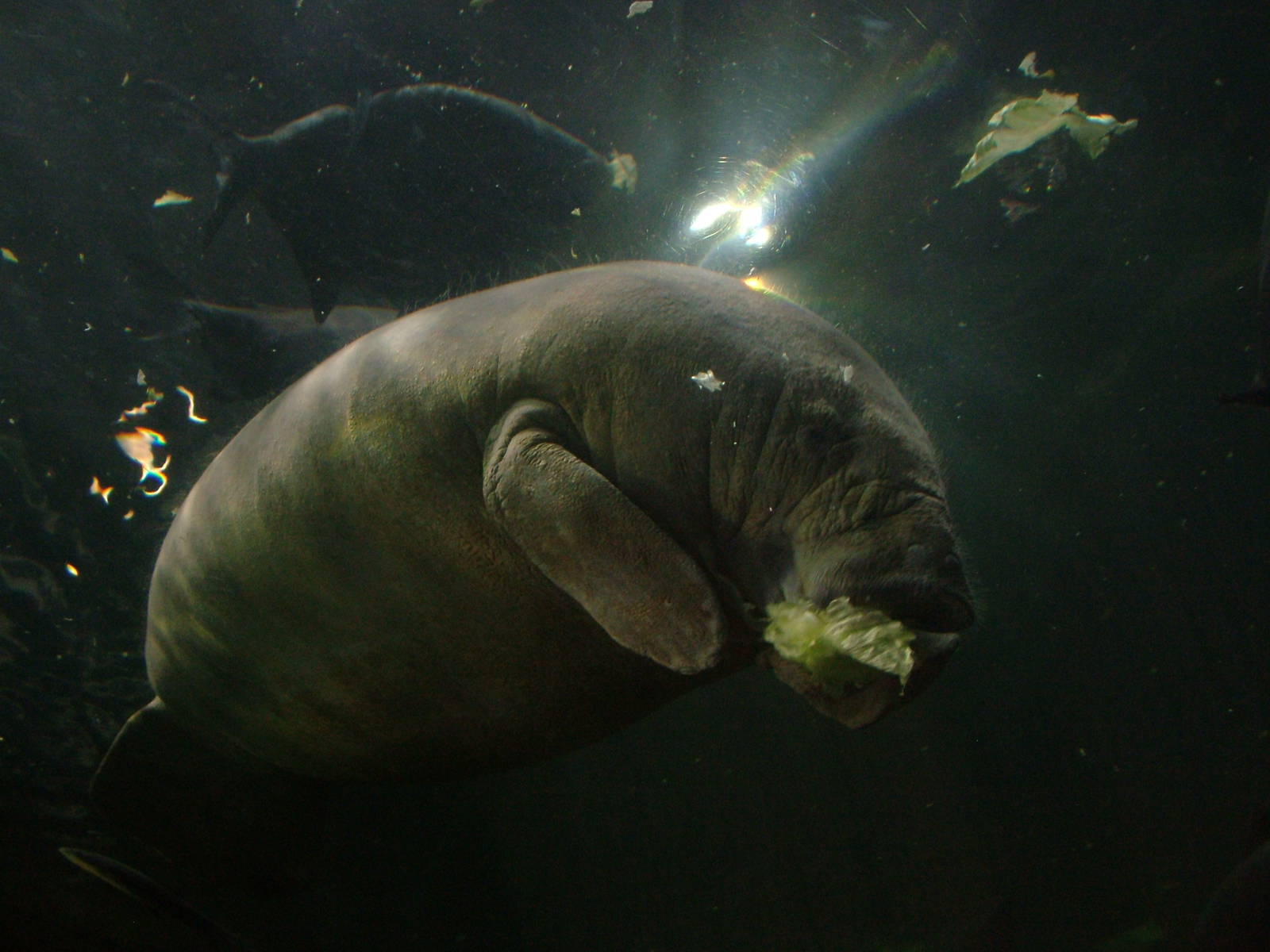West Indian Manatee at Faunia, 27/06/11
