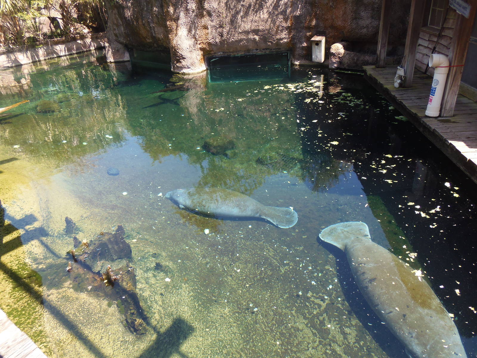 West Indian Manatee Exhibit