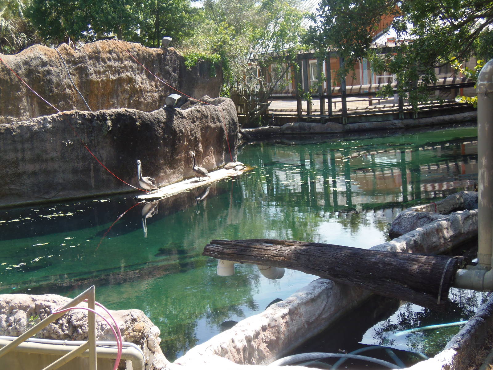 West Indian Manatee Exhibit