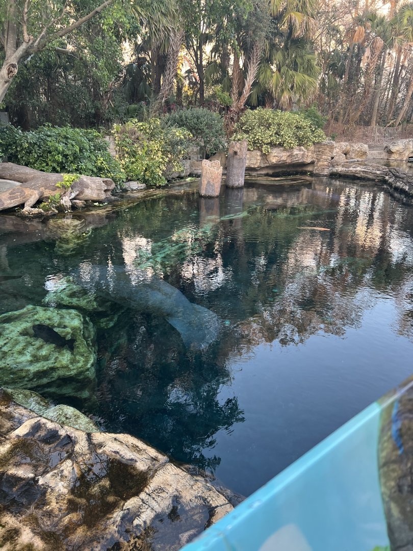 West Indian Manatee Exhibit