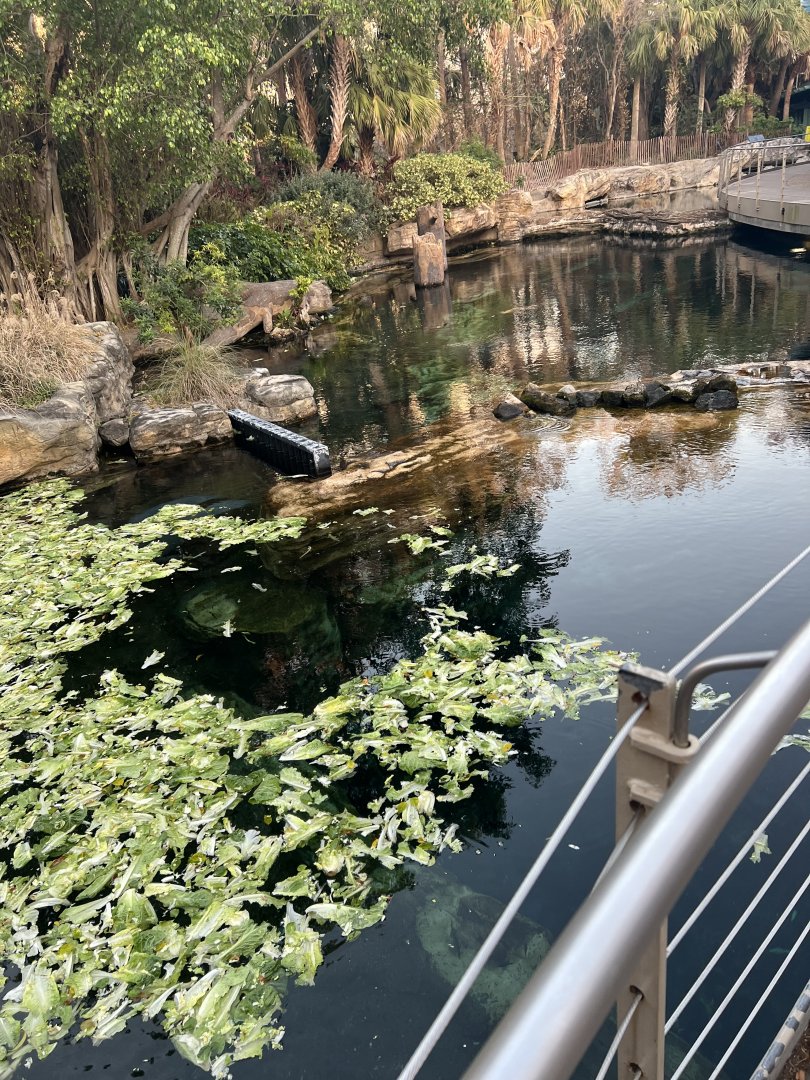 West Indian Manatee Exhibits