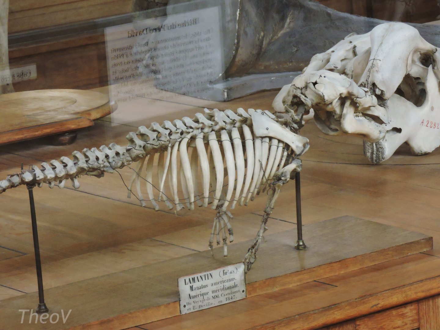 West Indian manatee foetus [2015]