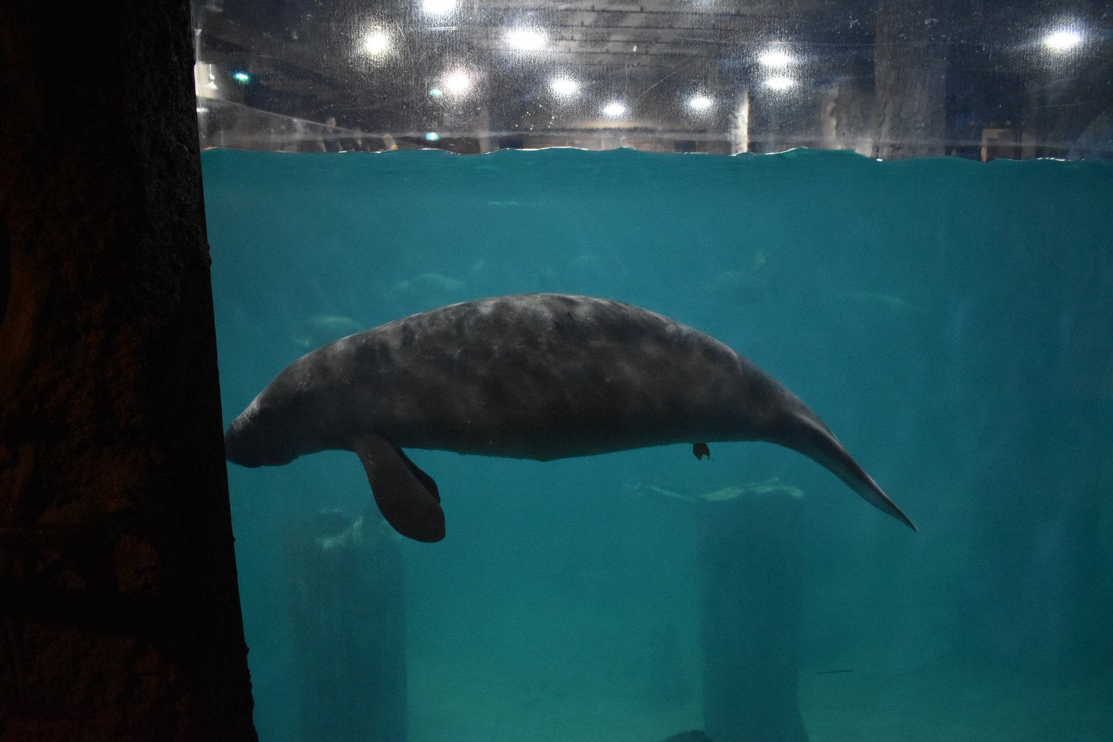 West Indian Manatee ~ Singapore River Wonders