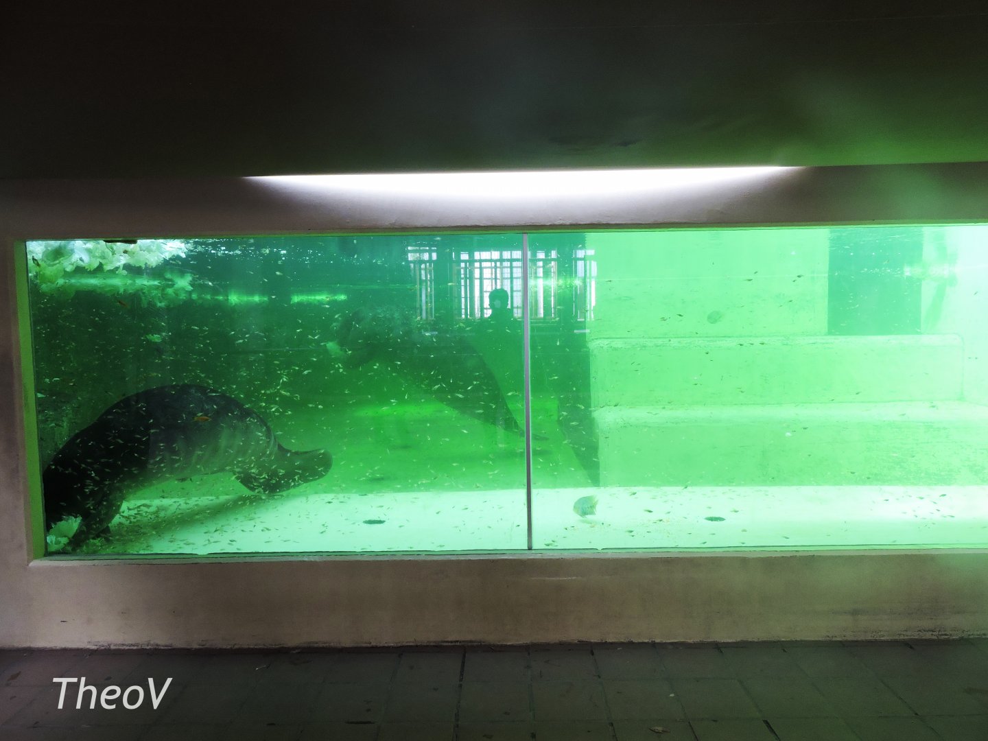 West Indian manatee tank - Dickhäuterhaus [2017]