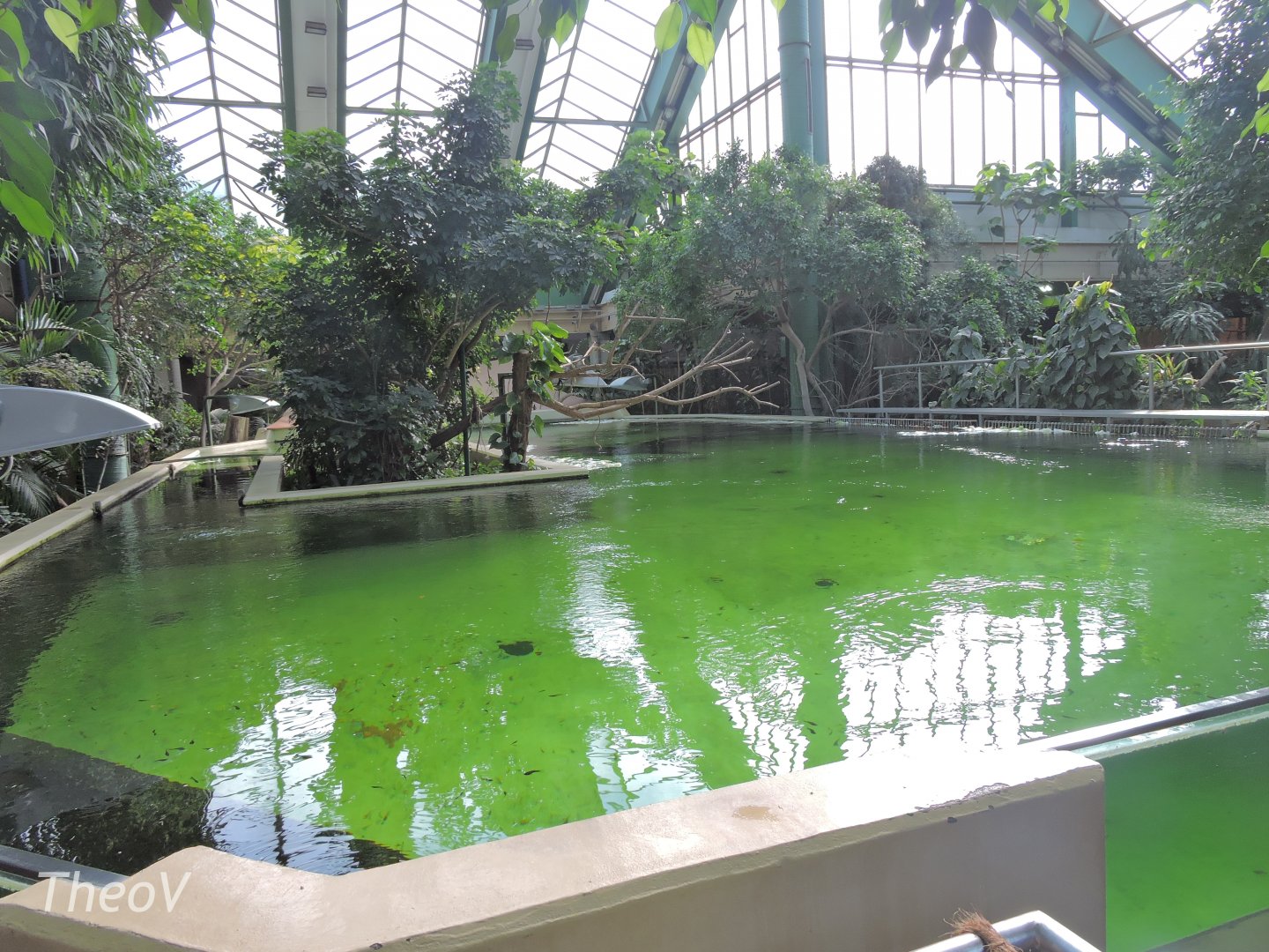 West Indian manatee tank - Dickhäuterhaus [2017]
