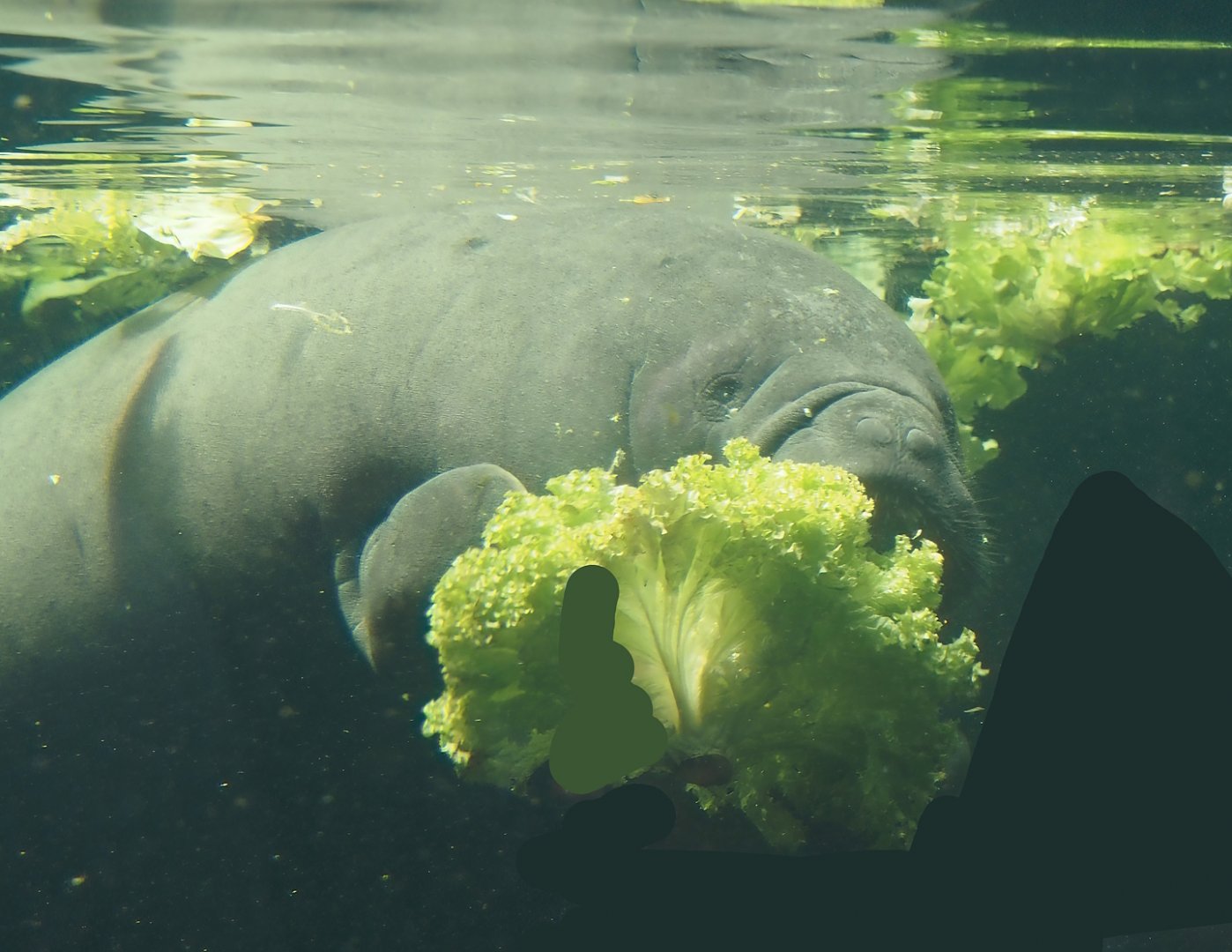 West Indian Manatee (Trichechus manatus manatus), 2024-06-08