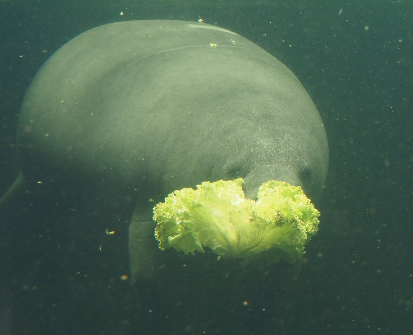 West Indian Manatee (Trichechus manatus manatus), 2024-06-08